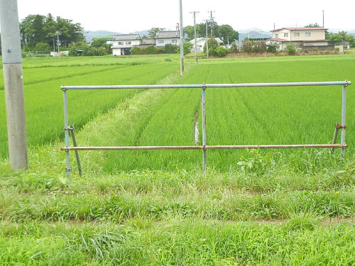 7月6日の田んぼ(上目黒小・枝野小) _d0247484_851019.jpg
