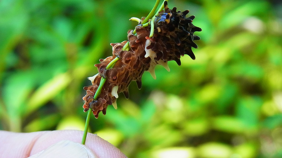 ハマボウが開花しました_f0346184_17463273.jpg