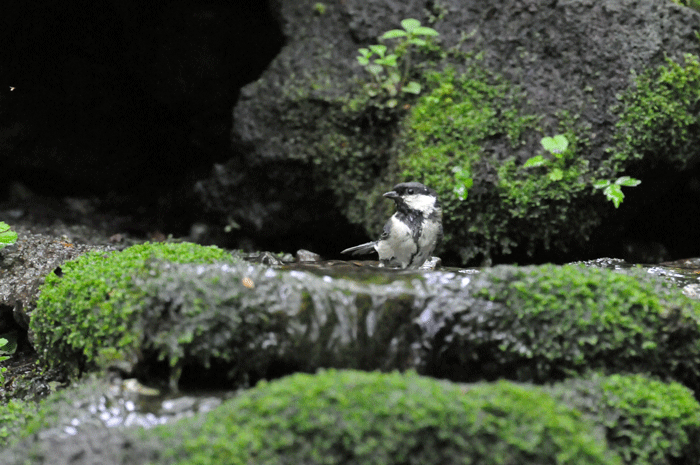 涼しい水場　＜黄鶲・日雀・仙台虫喰＞_e0248688_18104073.gif