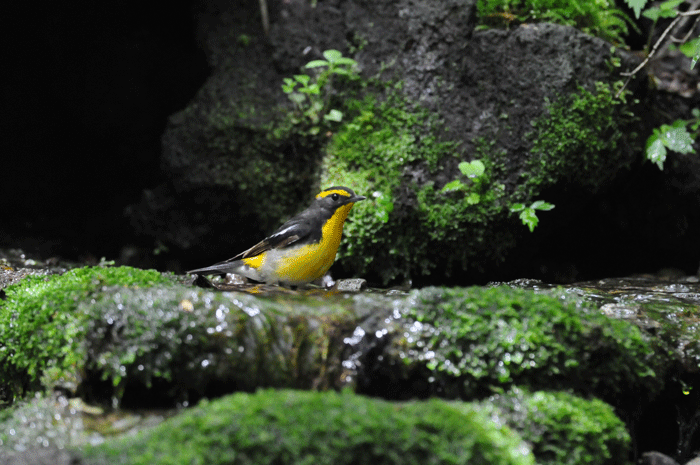 涼しい水場　＜黄鶲・日雀・仙台虫喰＞_e0248688_1854620.gif