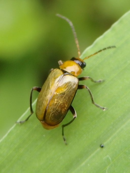 ウリハムシモドキ Atrachya Menetriesi 写ればおっけー コンデジで虫写真