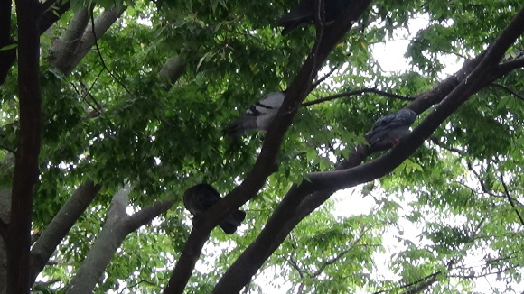西葛西駅で木の上の鳩を追い払いました_a0321697_10114742.jpg