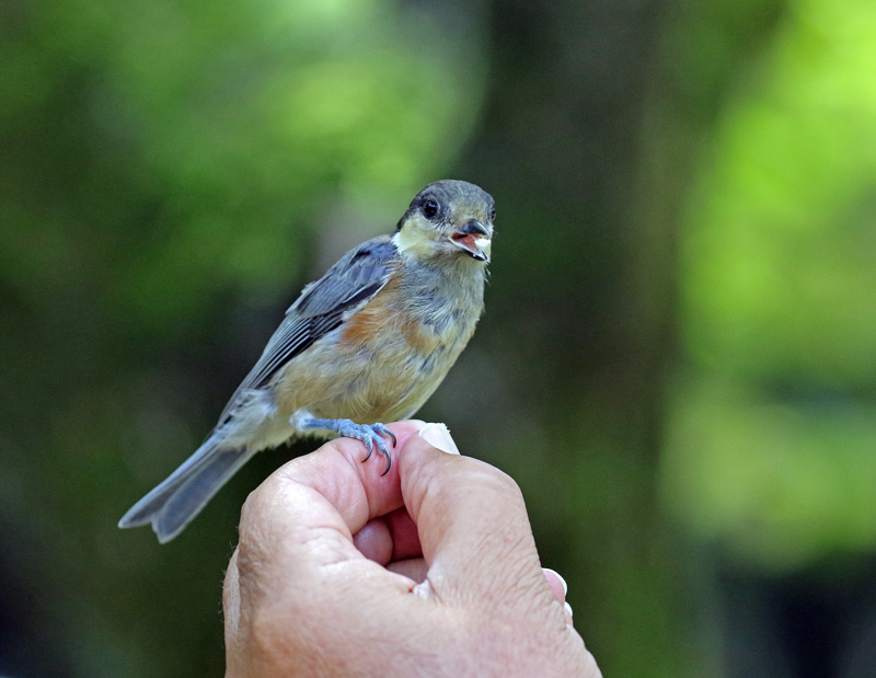 ヤマガラの幼鳥が手に乗って・・♪_d0195897_18401577.jpg