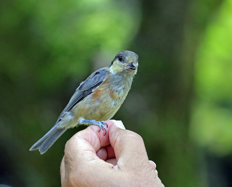 ヤマガラの幼鳥が手に乗って・・♪_d0195897_18405346.jpg