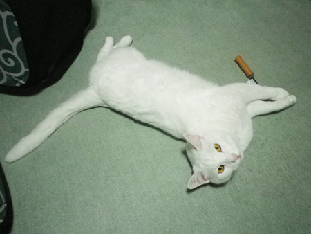 f0239100_22401556.jpg