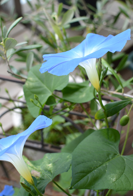 morning glory_b0183404_11202246.jpg