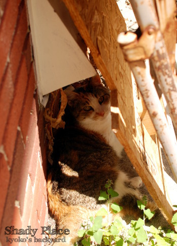 日陰で意地を張る猫?_b0253205_05063374.jpg