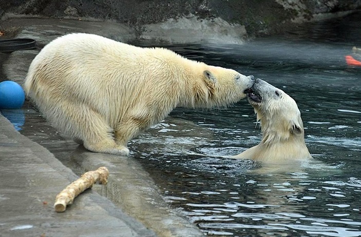 モスクワ動物園のシモーナ親子の近況と双子の移動先 ~ 次世代の血統面を無視すれば札幌は有り得るが..._a0151913_6362553.jpg
