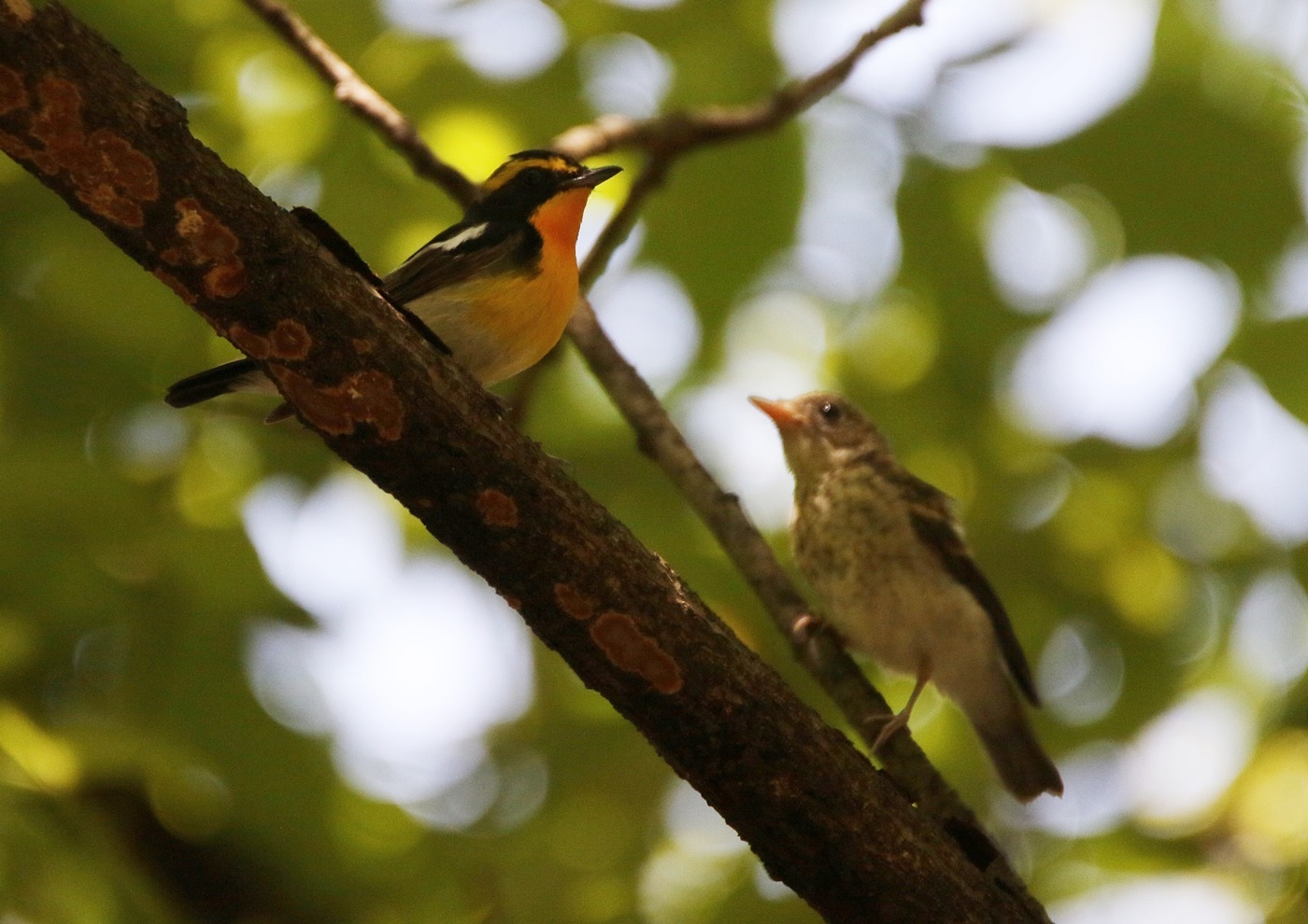 ツバメの巣立ち（Leaving the nest of a swallow）水分峡森林公園_f0310221_649962.jpg