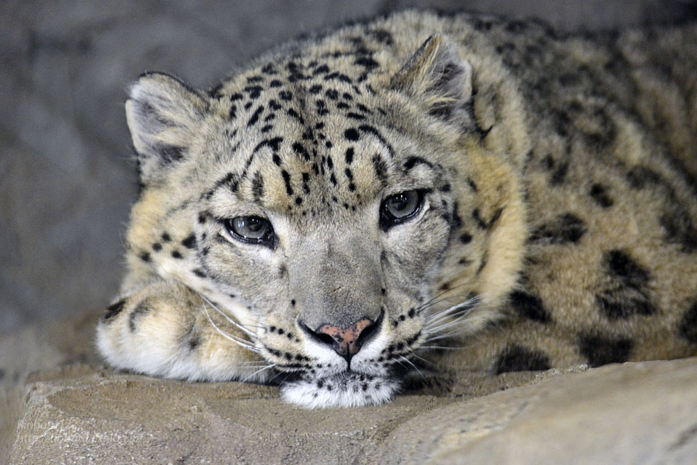 2016.4.3 円山動物園☆ユキヒョウのシジム【Snow leopard】_f0250322_2381490.jpg