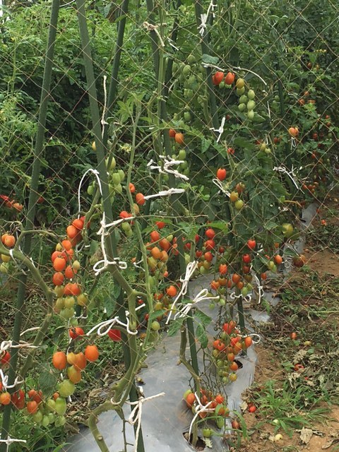 トマト達が豊作の予感です_c0222448_12100567.jpg