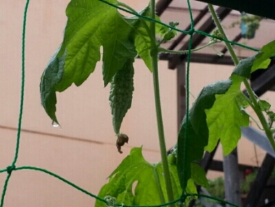 c0330749_11371161.jpg