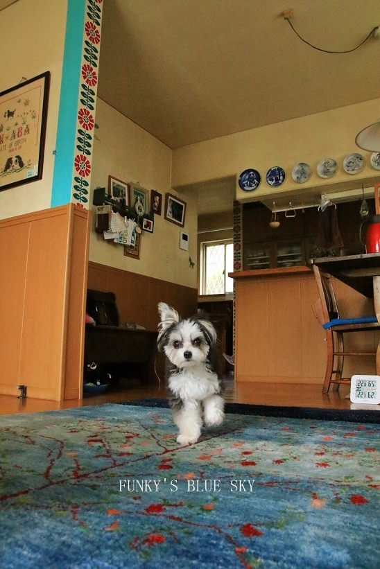 c0145250_11384201.jpg