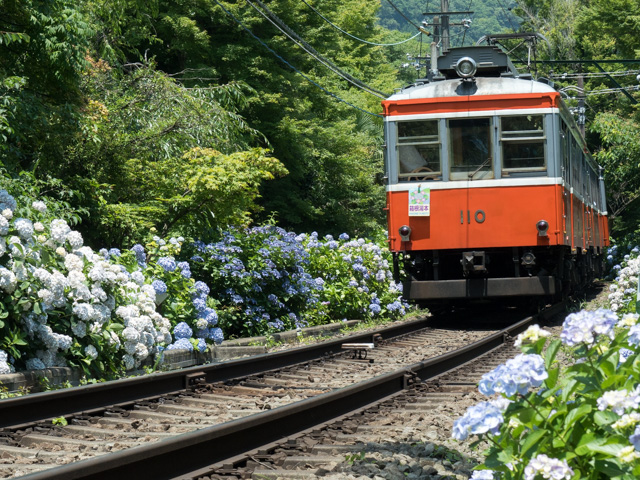 あじさい電車_a0257652_9482412.jpg