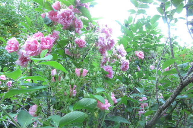 b0247153_10264339.jpg
