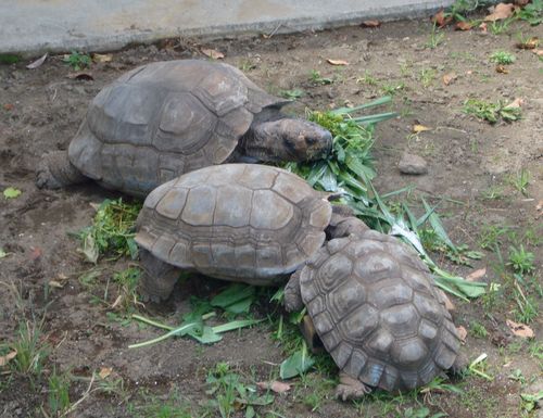 野毛山動物園　もろもろ・・・_d0204154_1816375.jpg