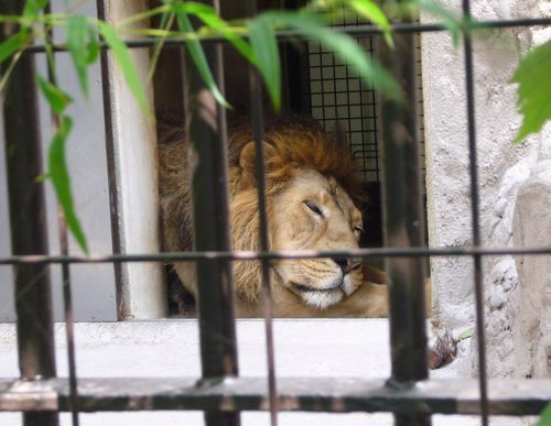 野毛山動物園　もろもろ・・・_d0204154_18381121.jpg