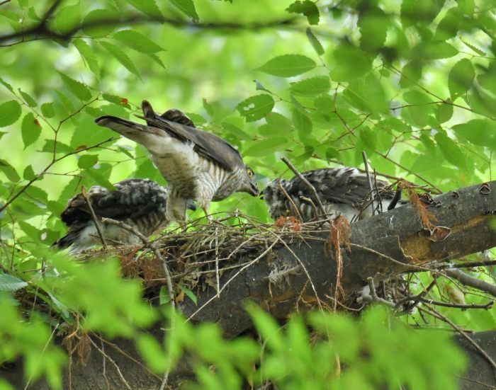 ツミの幼鳥_c0205858_16112048.jpg