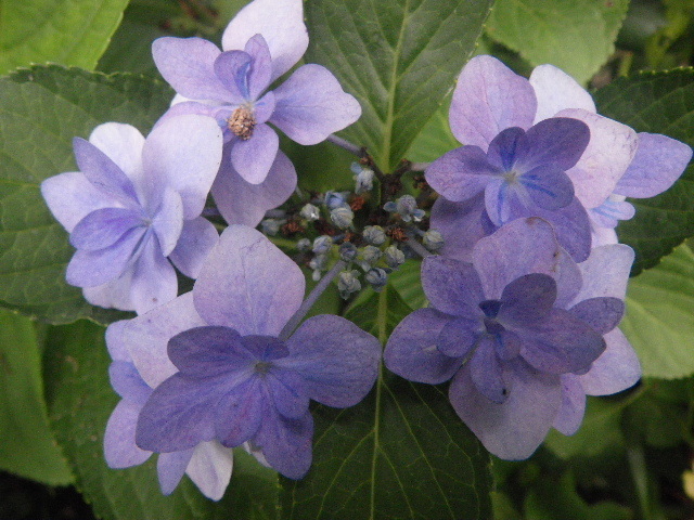 f0042665_17540863.jpg