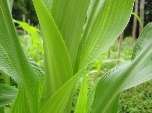 田植え終わる＊夏みたいな_a0257269_10574694.jpg