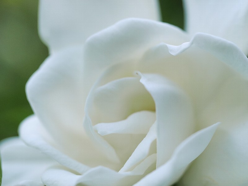 花いろいろと_a0330871_21354237.jpg