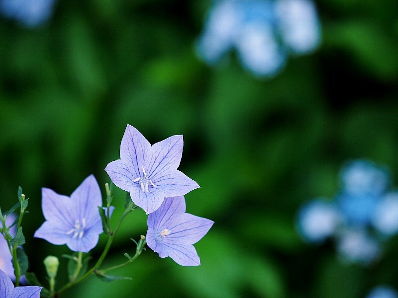 花いろいろと_a0330871_21365226.jpg