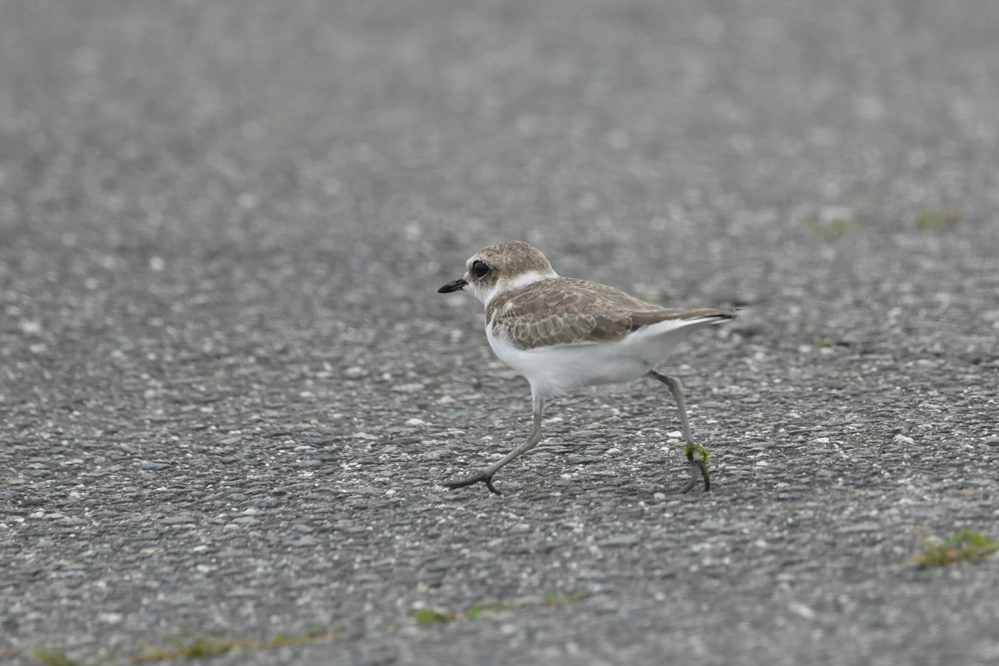 シロチドリ幼鳥．．．？_f0053272_1018889.jpg