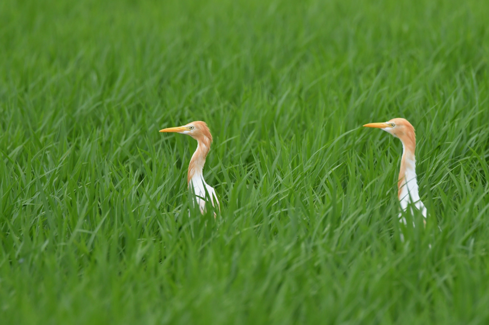 シロチドリ幼鳥．．．？_f0053272_1020672.jpg