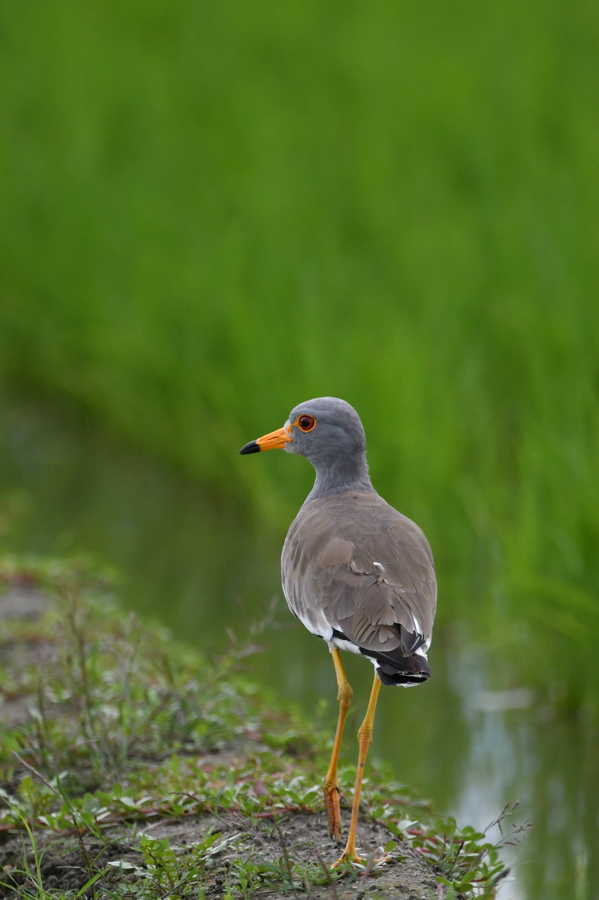 シロチドリ幼鳥...?_f0053272_10214731.jpg
