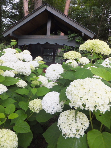 山紫陽花が見ごろです！_d0142680_9122420.jpg