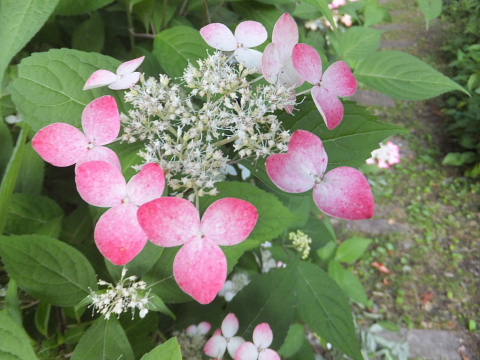 山紫陽花が見ごろです！_d0142680_9124859.jpg