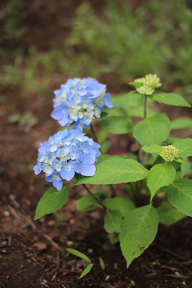 ママシャンしたブランディ&お庭の花たち_c0090198_190303.jpg