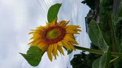 c0163102_20283722.jpg