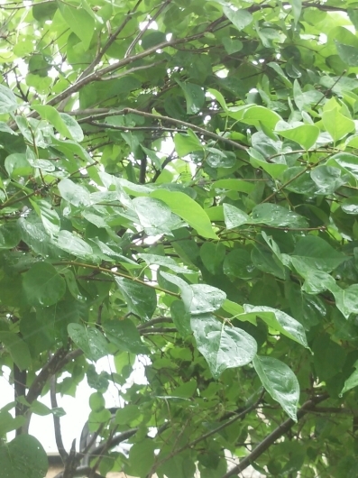 雨、いいわぁ~ ホッとするわ~_f0255704_16351642.jpg