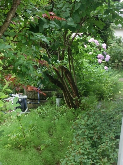 雨、いいわぁ~ ホッとするわ~_f0255704_16475362.jpg