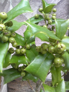 c0097806_23343429.jpg