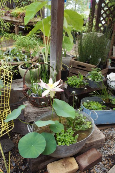 水生植物展はじまりました！_a0139007_12454922.jpg