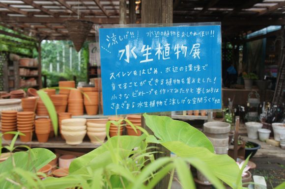 水生植物展はじまりました！_a0139007_12455360.jpg