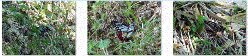 f0231709_1225453.gif