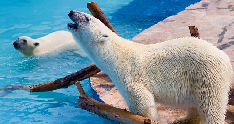 イタリア・ファザーノ、サファリ動物園の飼育展示場のライブ映像配信 ～ 上野動物園デアの妹の成長 _a0151913_01414.jpg