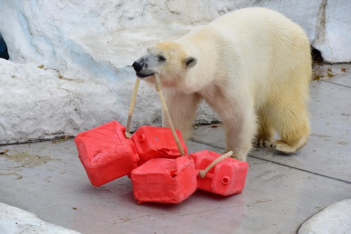 イタリア・ファザーノ、サファリ動物園の飼育展示場のライブ映像配信 ～ 上野動物園デアの妹の成長 _a0151913_39375.jpg