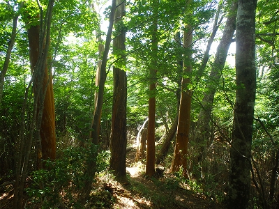 f0193521_17384731.jpg