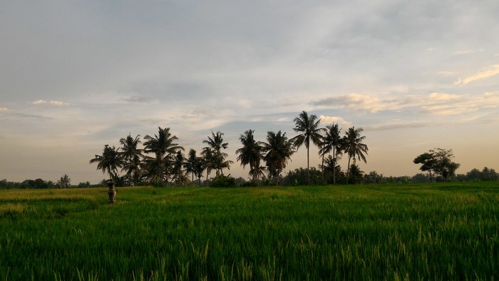 KEDAI D SAWAH　！_f0191927_22542996.jpg