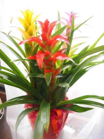 グズマニアの鉢植え 育てかた ルーシュの花仕事