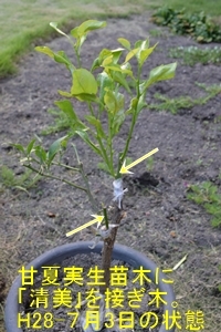 ミカン 清美 の接ぎ木に成功 のんびり果樹栽培と家庭菜園を楽しむ