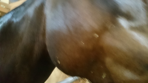 e0145441_20393416.jpg