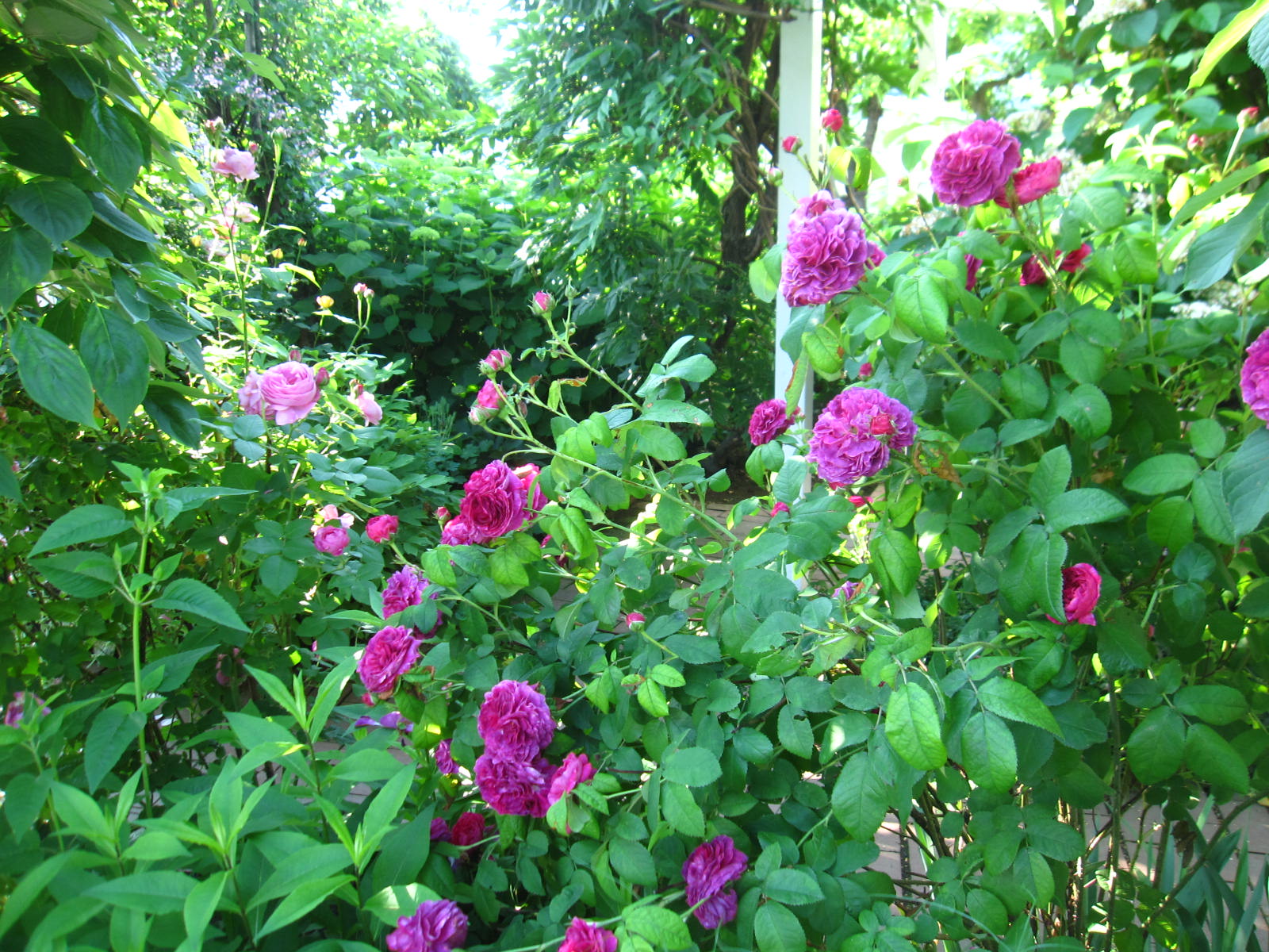 a0279743_6395883.jpg