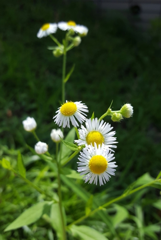a0353444_08133105.jpg