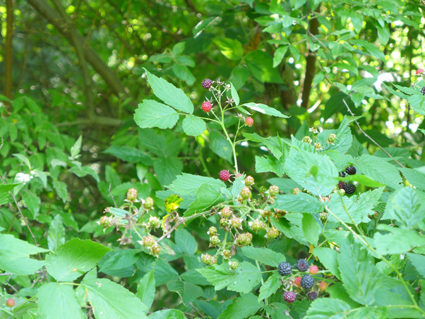 b0180156_17342685.jpg