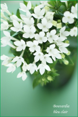可愛いブバリア 花の香りとともに